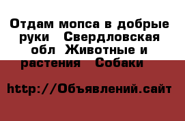 Отдам мопса в добрые руки - Свердловская обл. Животные и растения » Собаки   